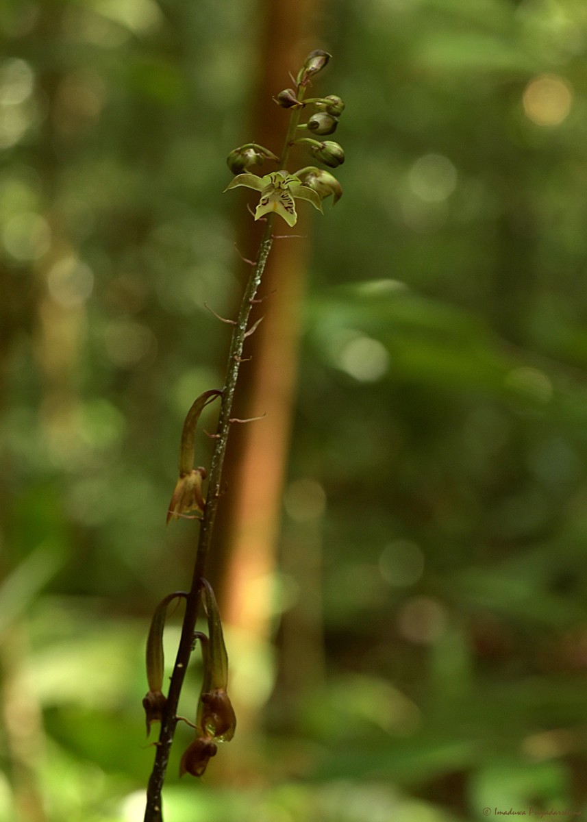 Eulophia pulchra (Thouars) Lindl.